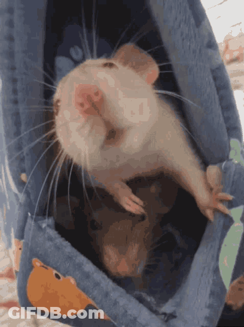 Rat Boop GIF