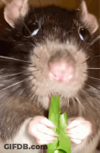 Rat Chewing Green Leaf GIF