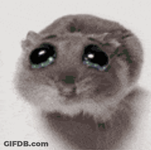 Rat Cute Cry GIF