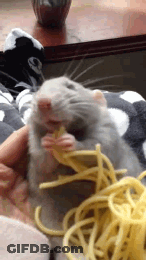 Rat Darkkontop GIF