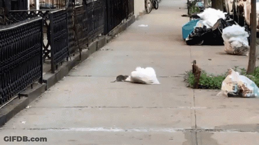 Rat Eating Cellophane With Pizza Inside GIF