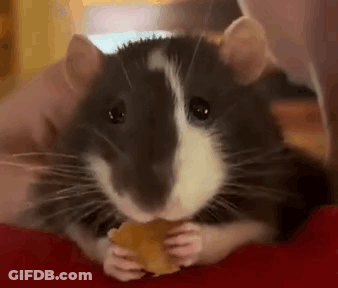 Rat Eating Cheese Close Up GIF
