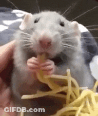 Rat Eating Cheese Held By Person GIF