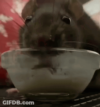 Rat Eating Food From Bowl GIF