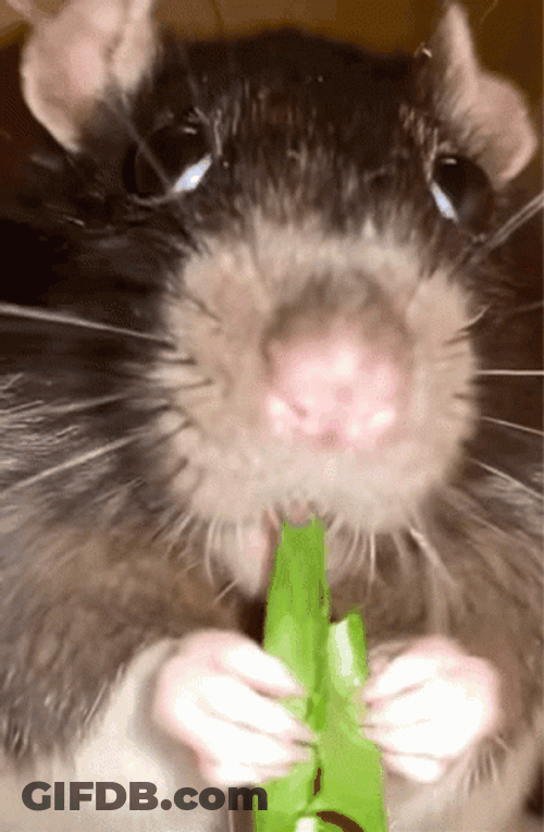 Rat Eating Grass Meme GIF
