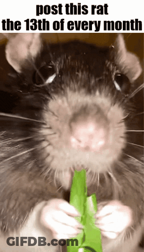 Rat Eating Green Leaf GIF