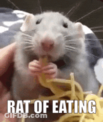 Rat Eating Noodles GIF
