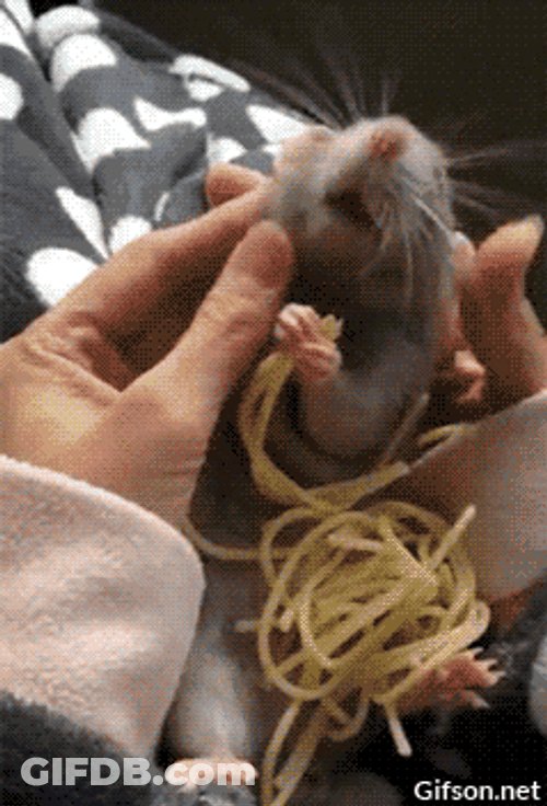 Rat Eating Spaghetti GIF