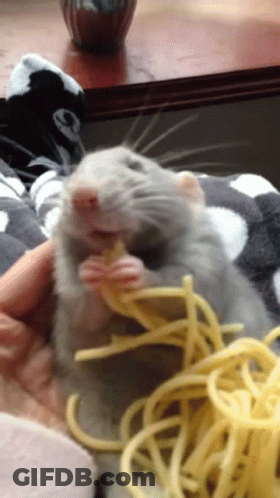 Rat Eating Spaghetti GIF