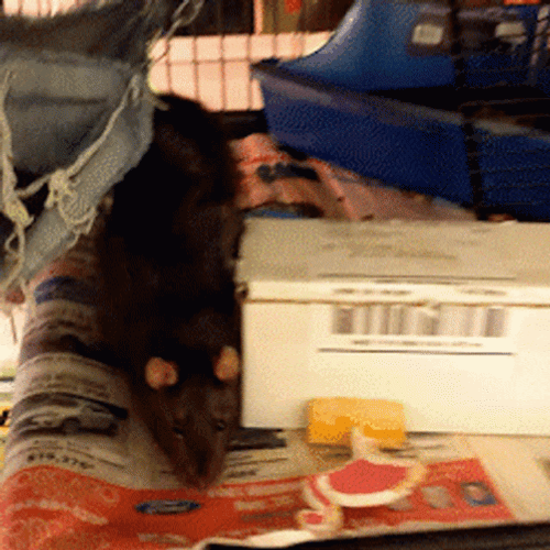 Rat Fast Eating Yummy Pizza GIF