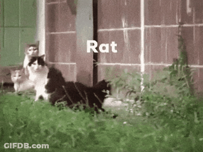 Rat Fighting Each Other Meme GIF