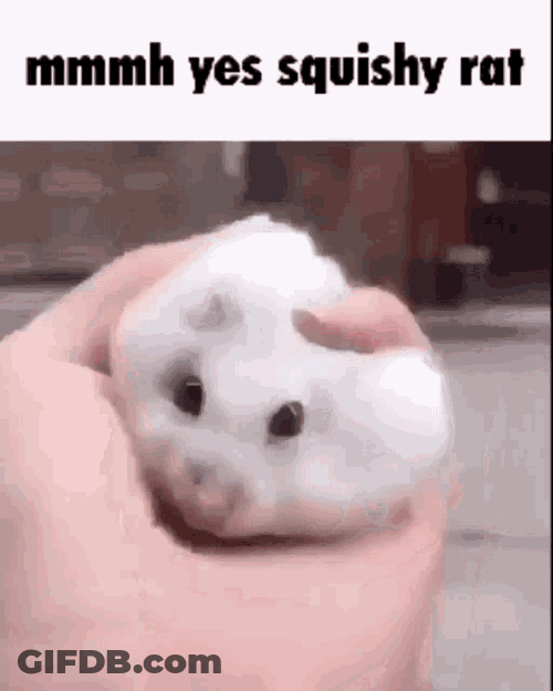 Rat GIF