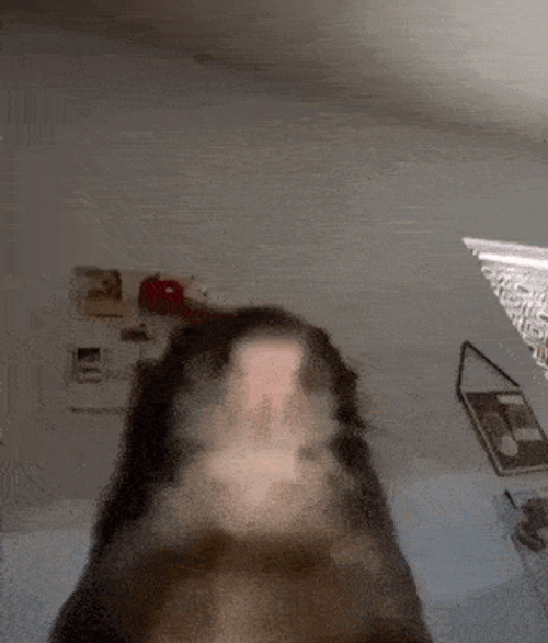 Rat GIF