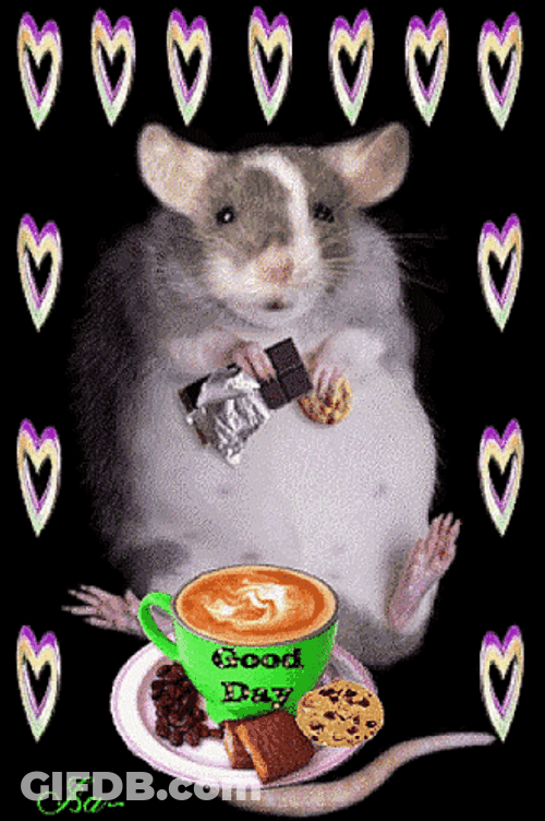 Rat Having His Coffee Time Meme GIF