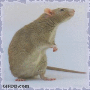 Rat Holding Pear In Mouth GIF