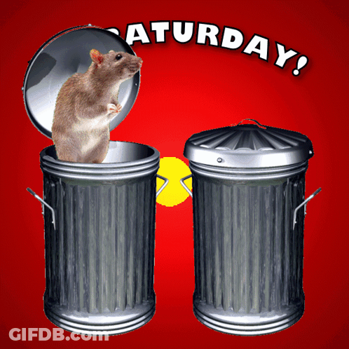 Rat In Trash Can Saturday GIF