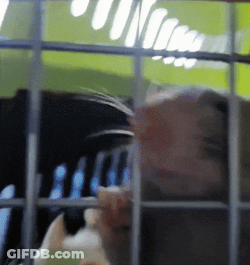 Rat Inside His Cage Meme GIF