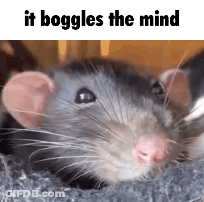 Rat It Boggles The Mind GIF