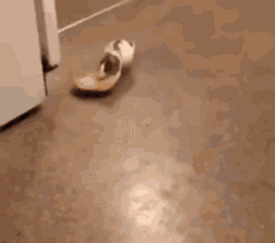 Rat Jumping Takes Bread GIF