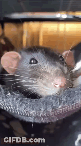 Rat Looking At Camera Drunken GIF