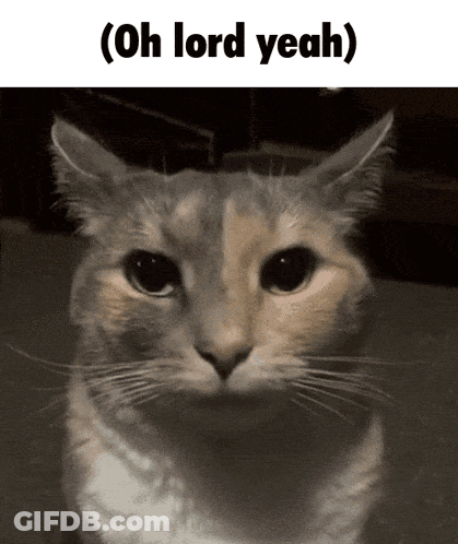 Rat Lying On Bed With Plaid Blanket GIF