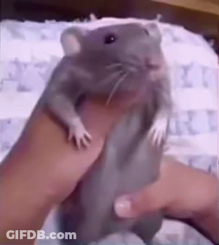 Rat On Bed Post This Rat 10Th Monthly GIF
