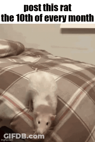 Rat On Bed Post This Rat The 10Th GIF