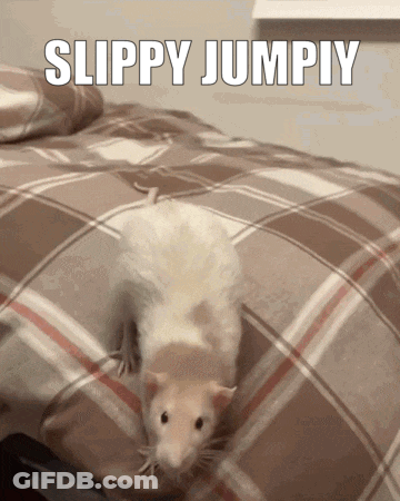 Rat On Bed Saying Slippy Jumpiy GIF