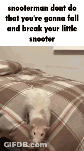Rat On Bed Saying Snooterman Dont Do That GIF