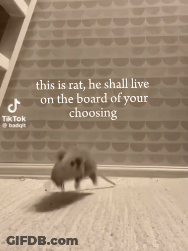 Rat Saying This Is Rat He Shall Live On Board GIF
