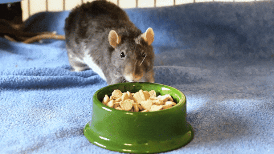 Rat Showering Food Cries GIF