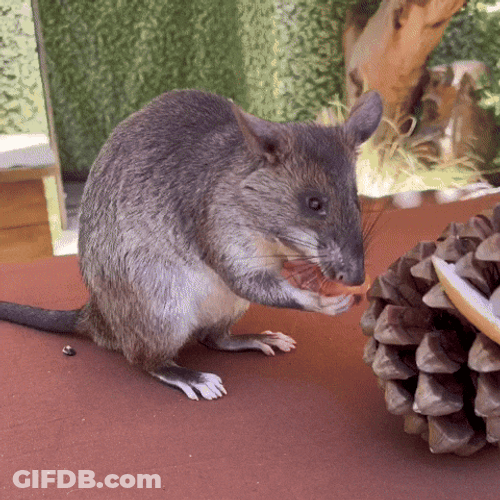 Rat Showering Kick Thick GIF