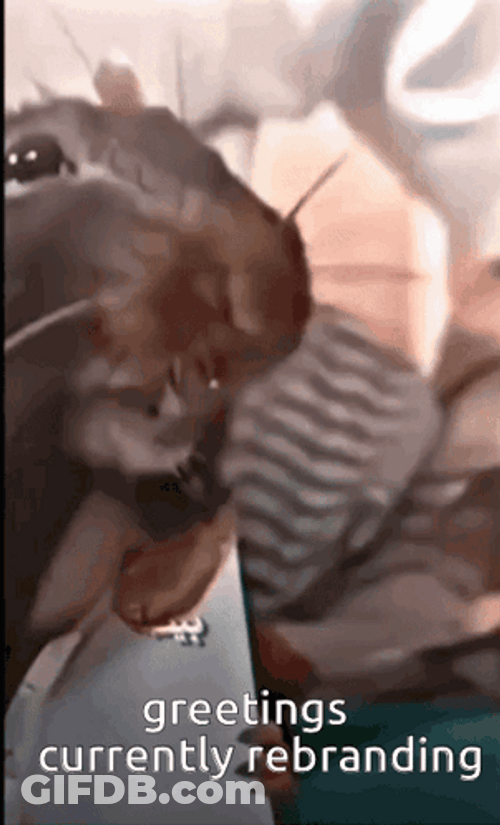 Rat Silly Reaction Meme GIF
