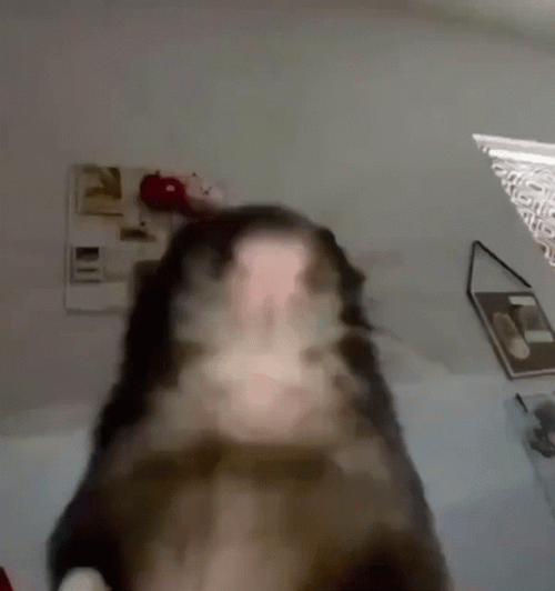 Rat Stares At Camera Meme GIF