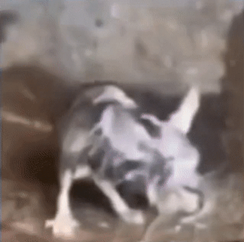 Rat Stepped On Bait Meme GIF
