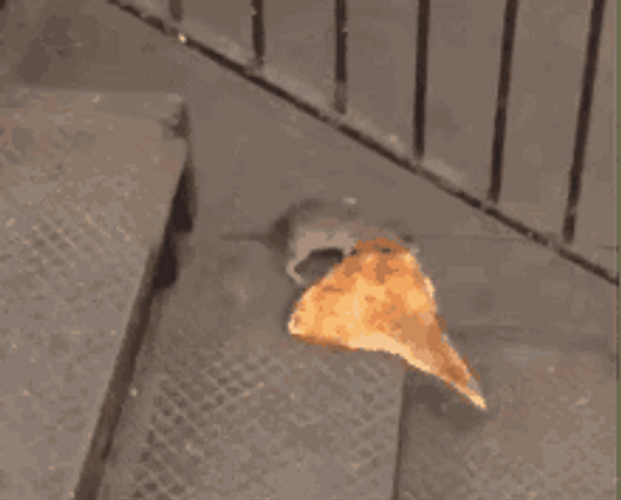 Rat Take Away Pizza GIF