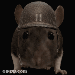 Rat Wearing Military Hat With 11 GIF