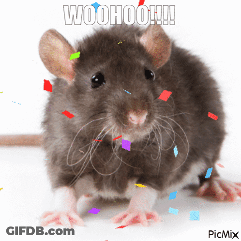 Rat With Confetti Woohoo GIF