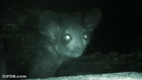 Rat With Glowing Eyes Looking Out Of Hole GIF