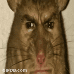 Rat With Human Face Close Up GIF