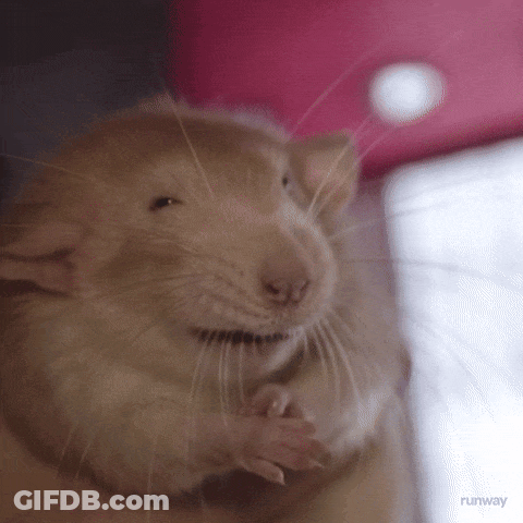 Rat With Runway Text GIF