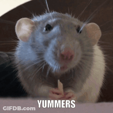 Rat With Yummers Text GIF