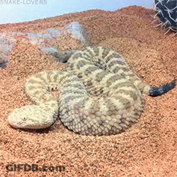 Rattlesnake Curled Up In Sand GIF