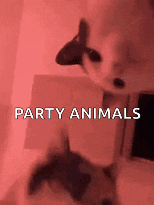 Rave Cats GIF