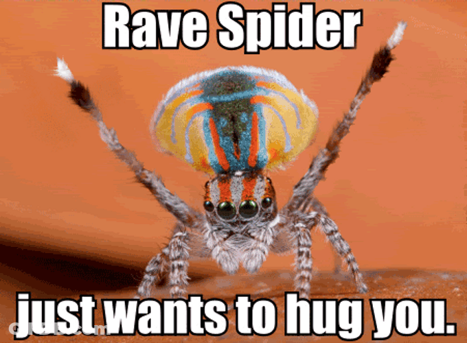 Rave Spider Wants To Hug GIF