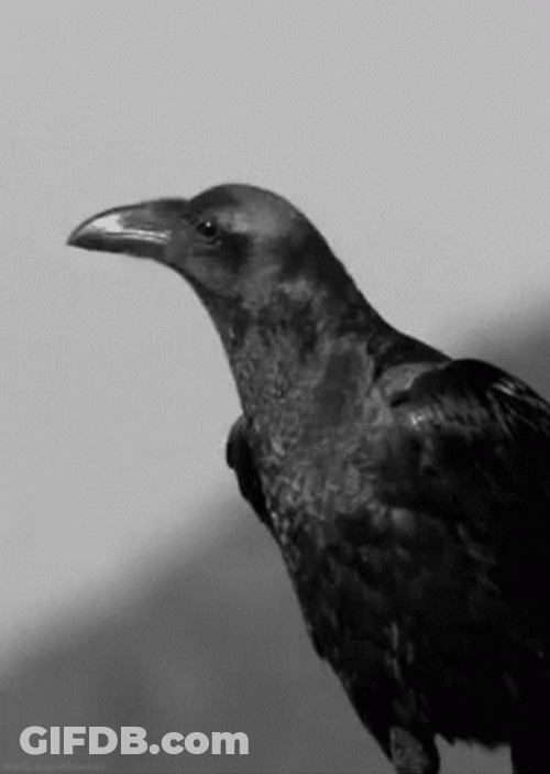 Raven Bird Making Sound GIF