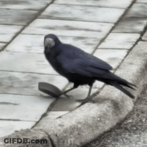 Raven Bird Optical Illusion GIF