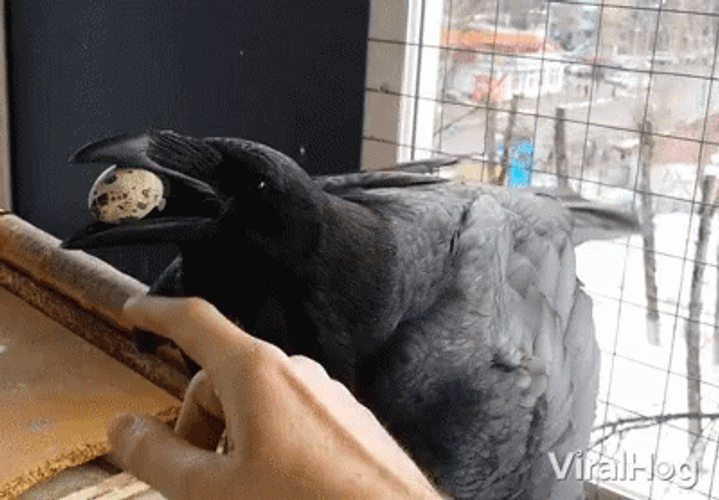 Raven Bird With Egg On Mouth GIF