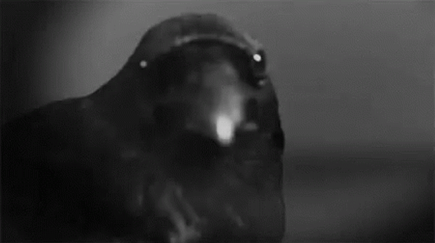 Raven Close Up Shot GIF