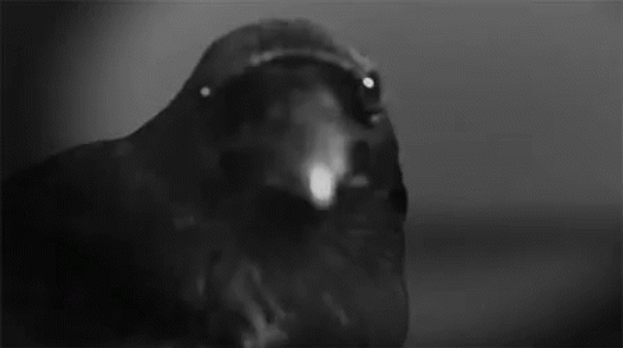Raven Moving Closer GIF